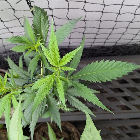 #31.9 Kiffkopp growlog timeline photo