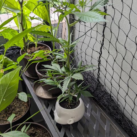 #31.9 Kiffkopp growlog timeline photo