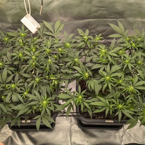 #31.1 White Widow growlog timeline photo