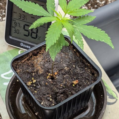#47 Sticky Orange growlog timeline photo
