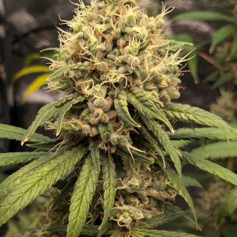 #31 White Widow growlog timeline photo