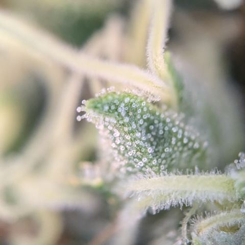 #31 White Widow growlog timeline photo