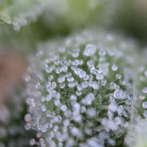 #31 White Widow growlog timeline photo
