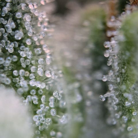 #31 White Widow growlog timeline photo