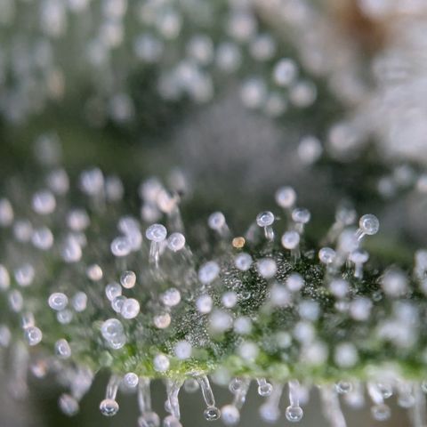 #31 White Widow growlog timeline photo
