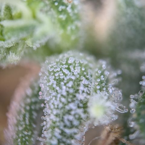 #31 White Widow growlog timeline photo