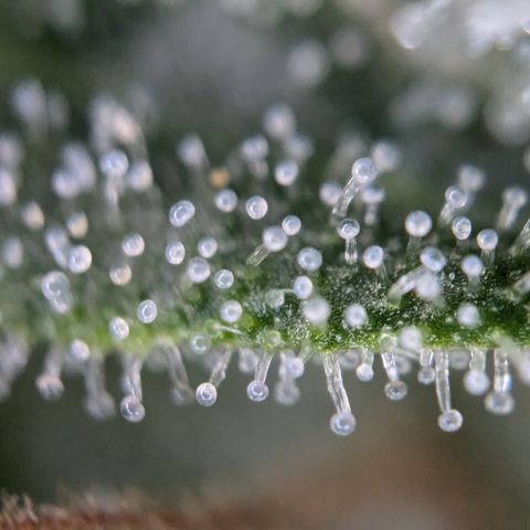 #31 White Widow growlog timeline photo