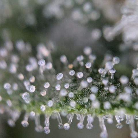 #31 White Widow growlog timeline photo