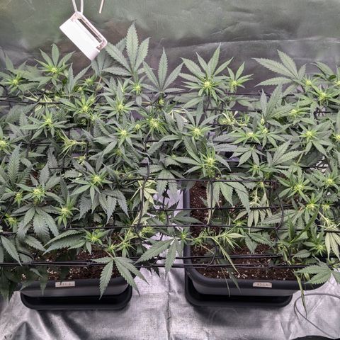 #31.1 White Widow growlog timeline photo