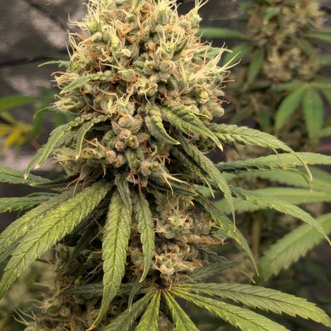 #31 White Widow growlog timeline photo