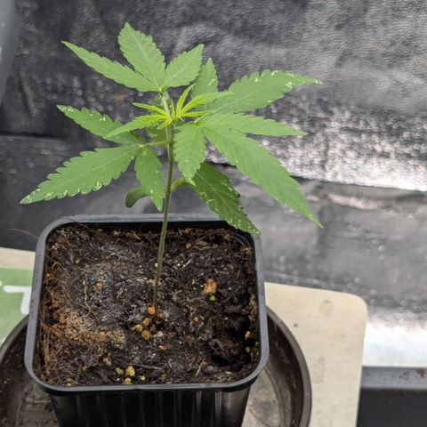 #47 Sticky Orange growlog timeline photo