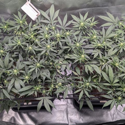 #31.1 White Widow growlog timeline photo