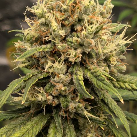 #31 White Widow growlog timeline photo