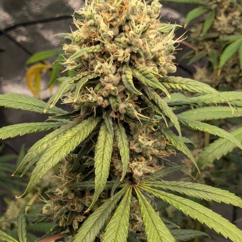 #31 White Widow growlog timeline photo