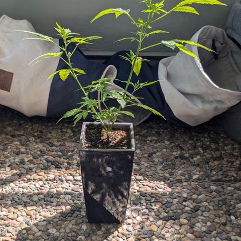 #31.5 White Widow growlog timeline photo