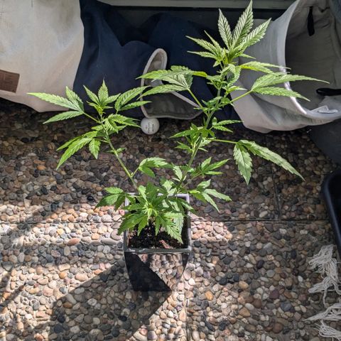 #31.5 White Widow growlog timeline photo
