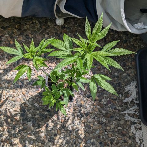 #31.5 White Widow growlog timeline photo