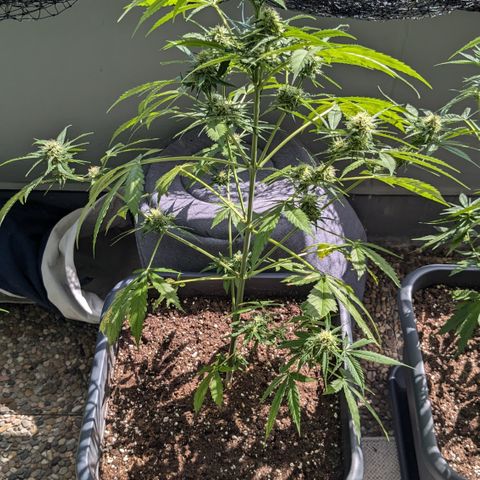 #45 Pure Power Plant Auto growlog timeline photo