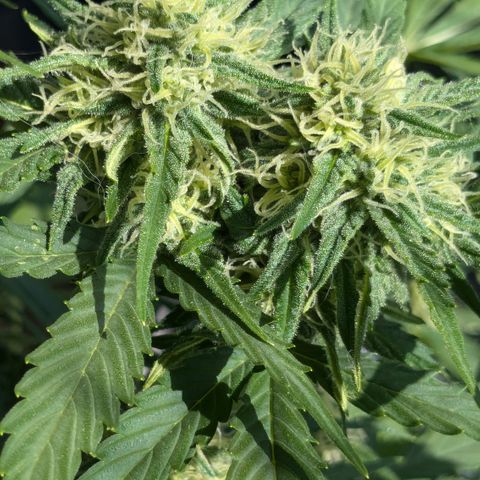 #45 Pure Power Plant Auto growlog timeline photo