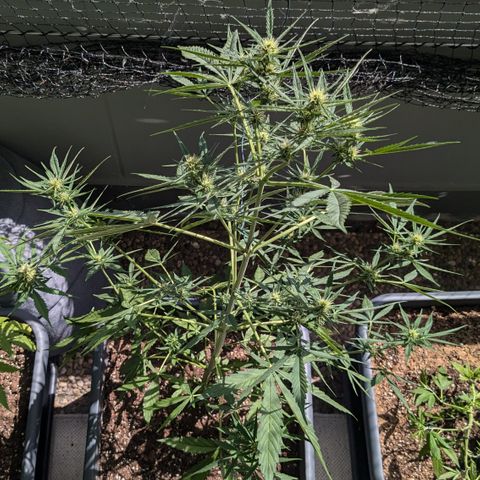 #46 Blueberry Zkittlez Auto growlog timeline photo