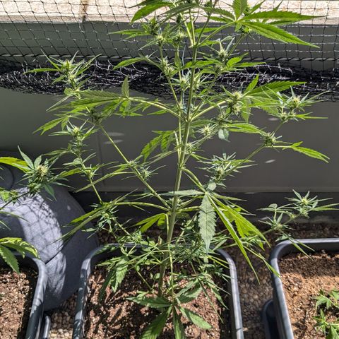 #46 Blueberry Zkittlez Auto growlog timeline photo