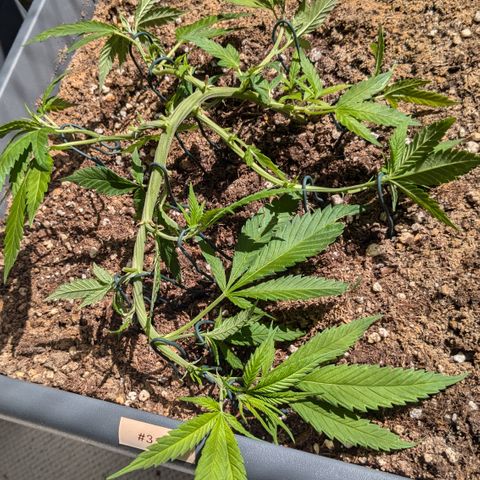 #31.3 White Widow growlog timeline photo