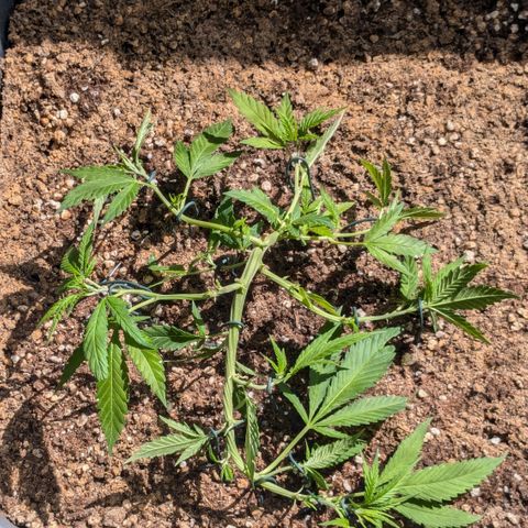 #31.3 White Widow growlog timeline photo
