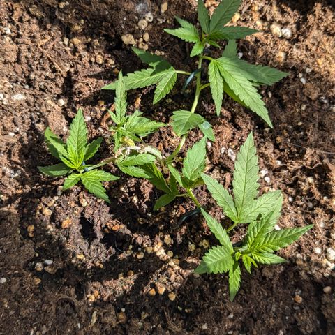 #31.8 White Widow growlog timeline photo