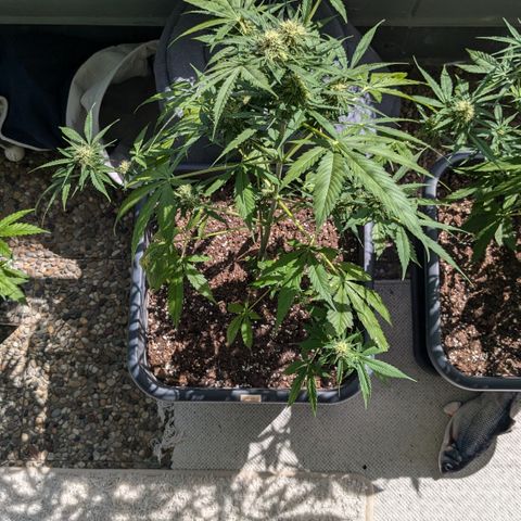 #45 Pure Power Plant Auto growlog timeline photo
