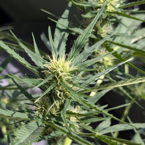 #46 Blueberry Zkittlez Auto growlog timeline photo