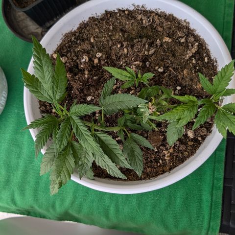 #31.10 Katzengras growlog timeline photo
