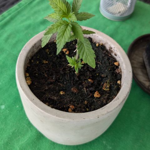 #31.4 White Widow growlog timeline photo