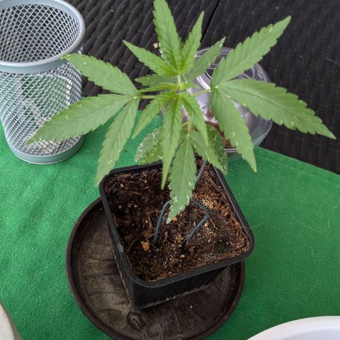 #47 Sticky Orange growlog timeline photo