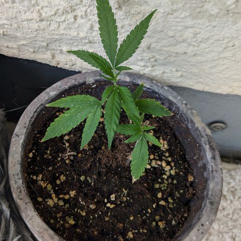 #31.7 White Widow growlog timeline photo