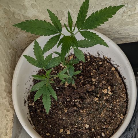#31.6 White Widow growlog timeline photo
