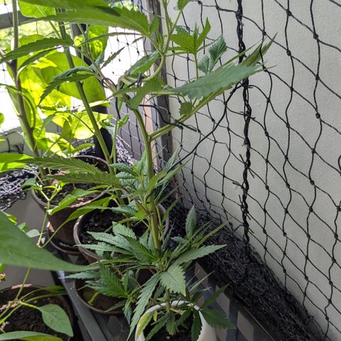 #31.9 Kiffkopp growlog timeline photo