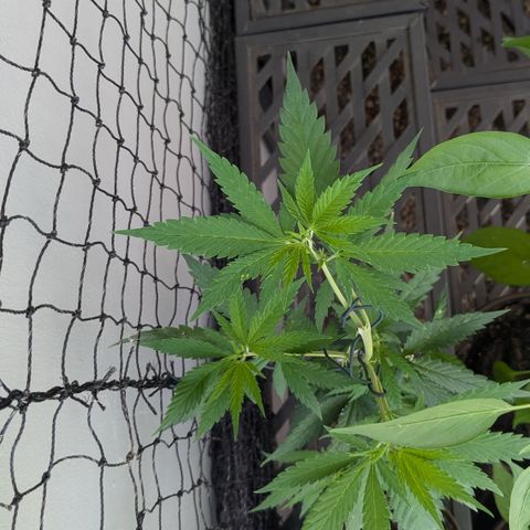 #31.9 Kiffkopp growlog timeline photo