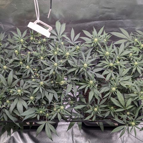 #31.1 White Widow growlog timeline photo