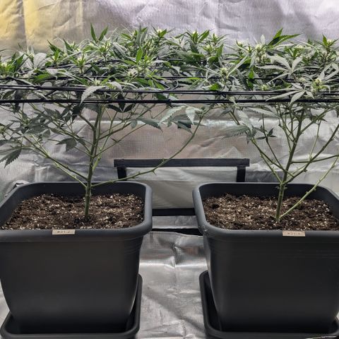#31.1 White Widow growlog timeline photo