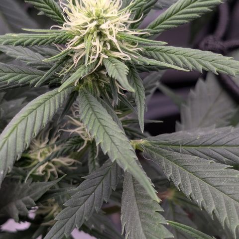 #31.1 White Widow growlog timeline photo