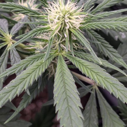 #31.1 White Widow growlog timeline photo