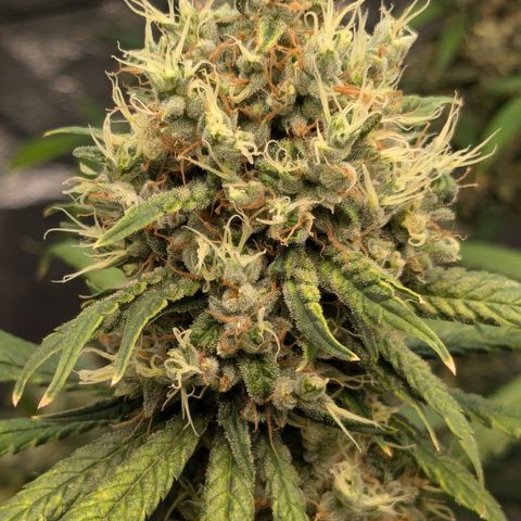#31 White Widow growlog timeline photo