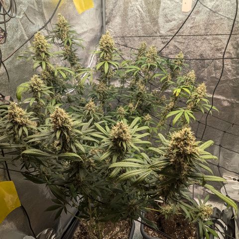 #31 White Widow growlog timeline photo