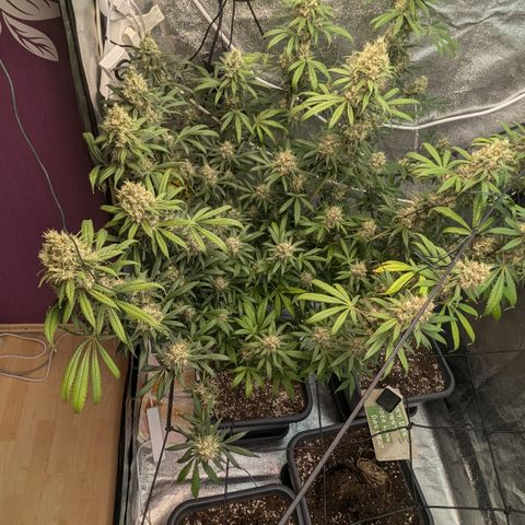 #31 White Widow growlog timeline photo