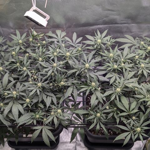 #31.1 White Widow growlog timeline photo