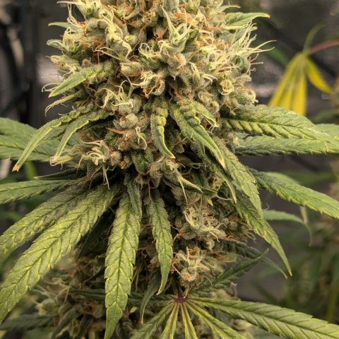 #31 White Widow growlog timeline photo