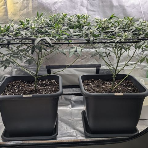 #31.1 White Widow growlog timeline photo