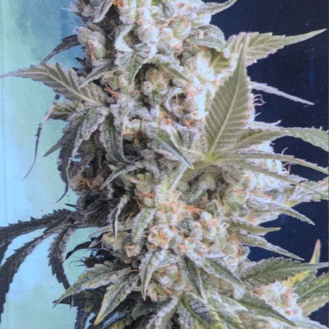 #48 AK47 growlog photo