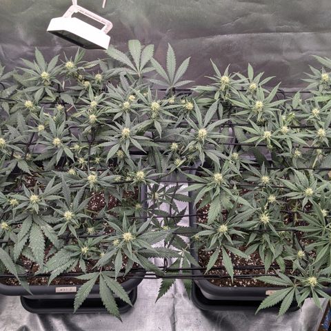 #31.1 White Widow growlog timeline photo