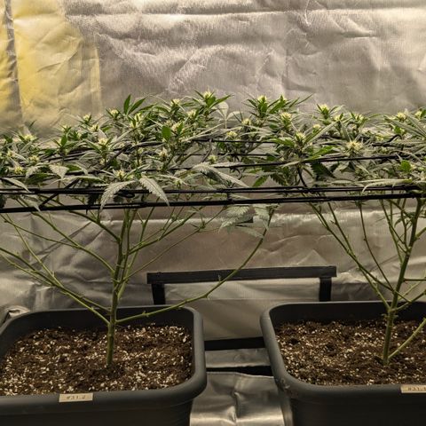 #31.1 White Widow growlog timeline photo